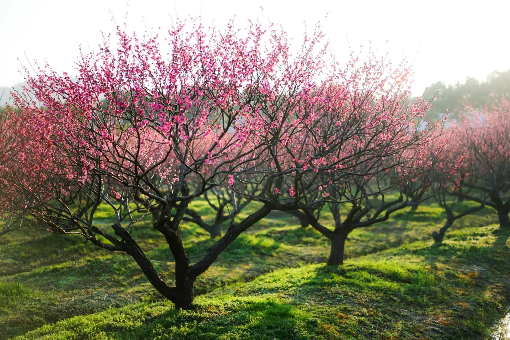Plum Blossom Pink Red Green Grass