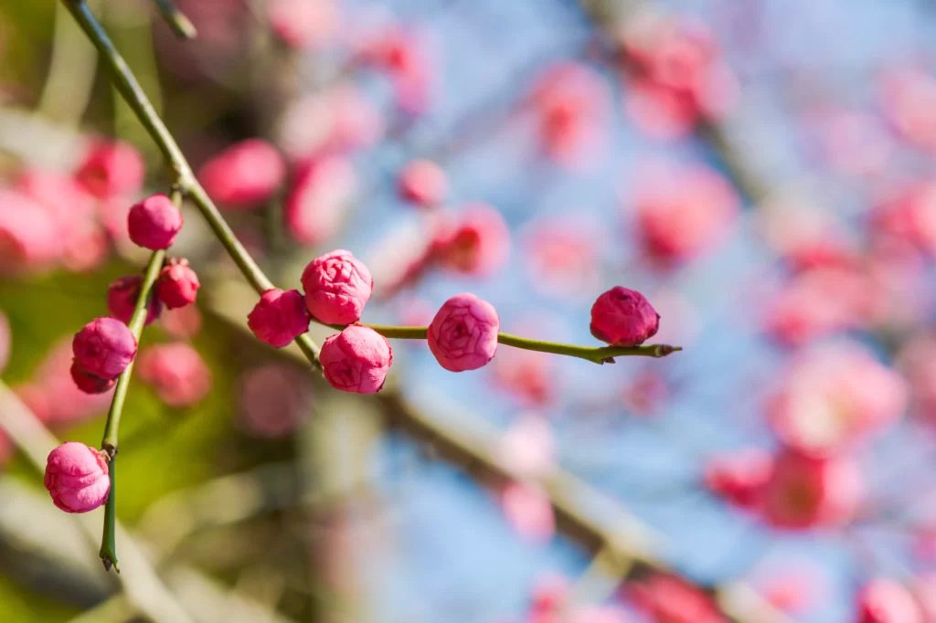 Plum Blossom Pink Red Green Branch Blue Sky