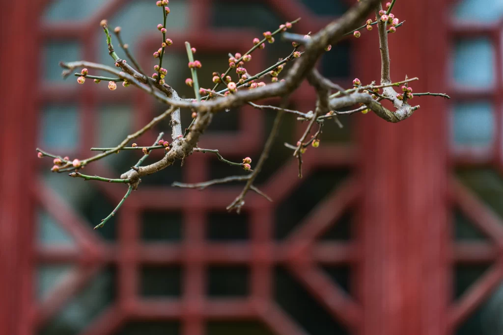 Plum Blossom Pink Red Green gray Branch
