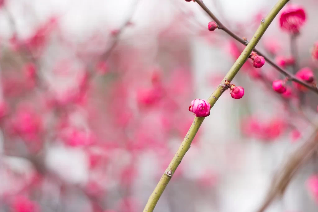 Plum Blossom Pink Red Green warm Branch