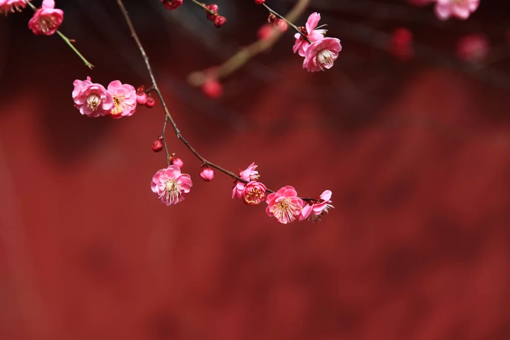 Plum Blossom Pink Red Petals Brown Branch