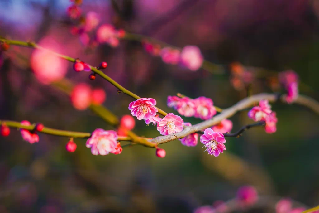 Plum Blossom Pink Red warm Green