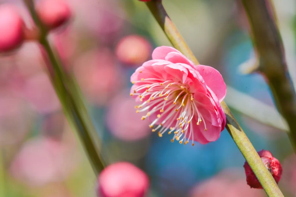 Plum Blossom Pink Red warm Green