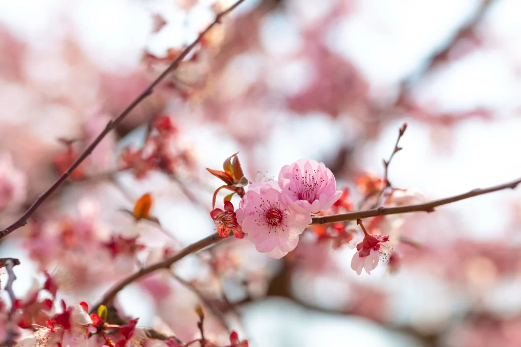 Plum Blossom Pink Red White Petals Brown Branch