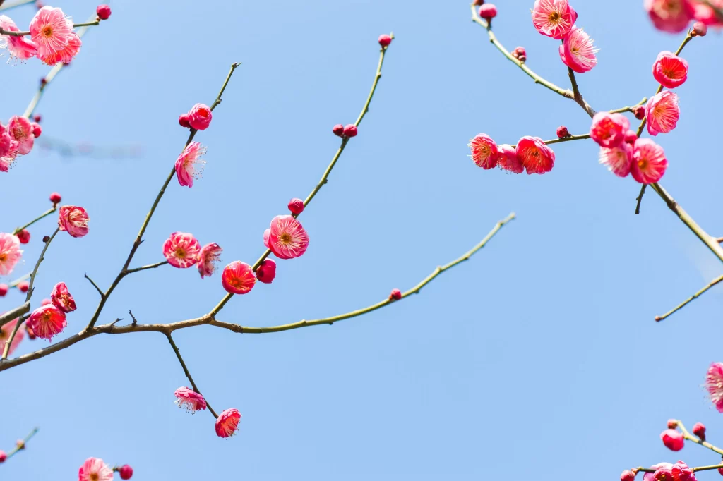Plum Blossom Pink Red White Blue Sky