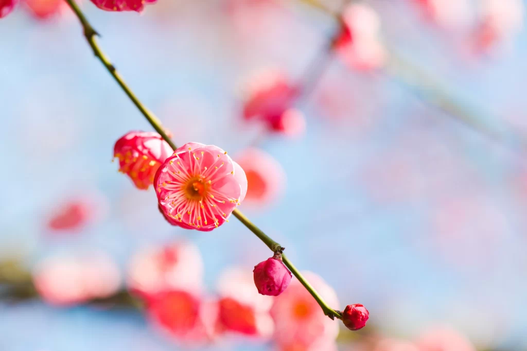 Plum Blossom Pink Red Yellow Petals Blue Sky