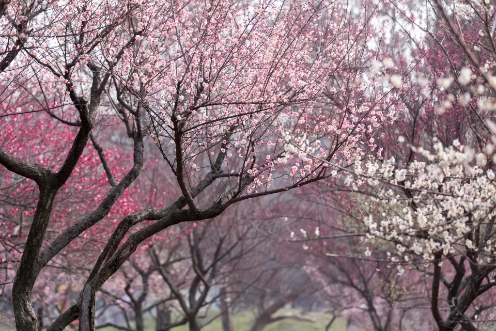 Plum Blossom Pink White Blooming Trees