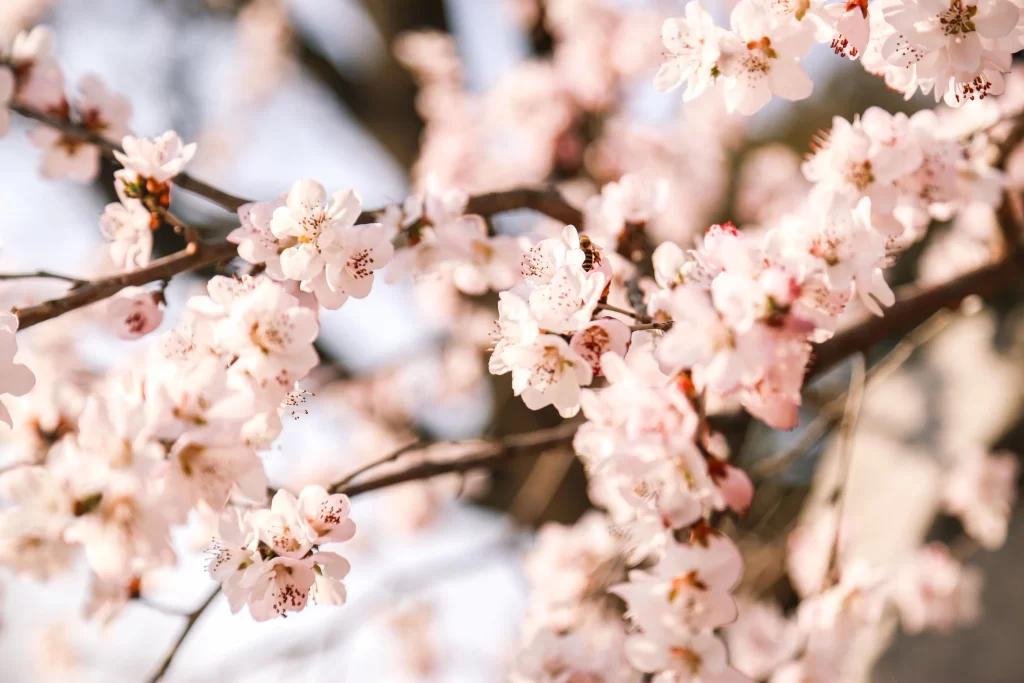 Plum Blossom Pink White Brown gray Branch