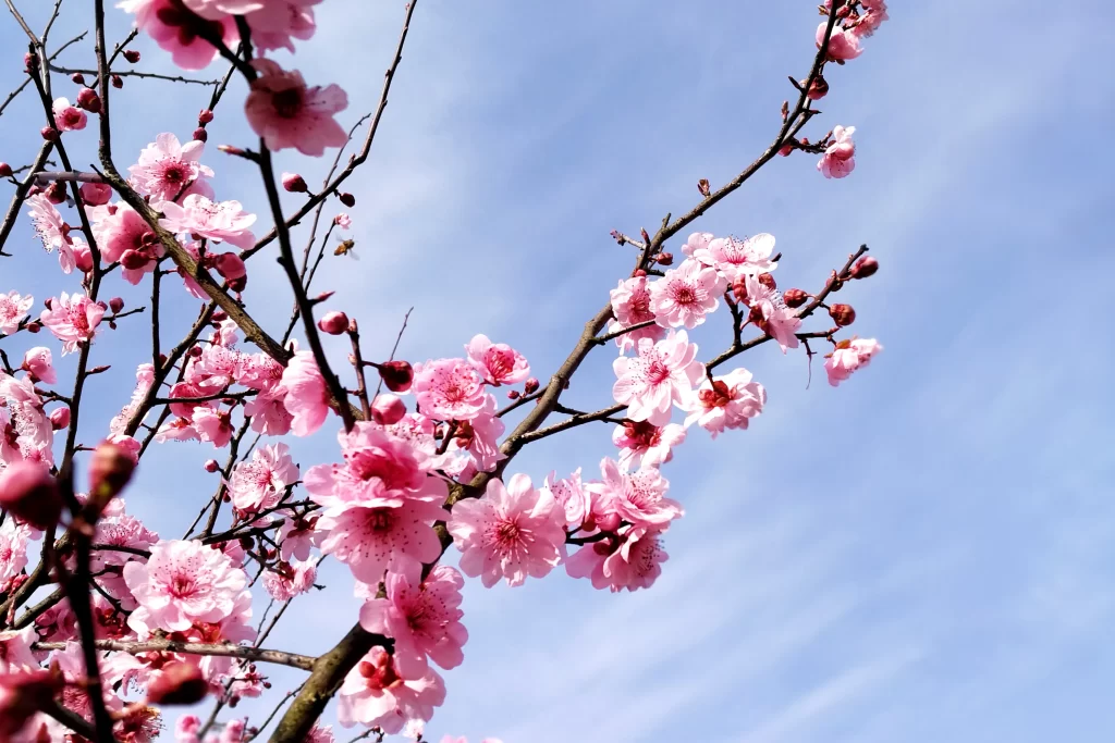 Plum Blossom Pink White Blue cool Sky