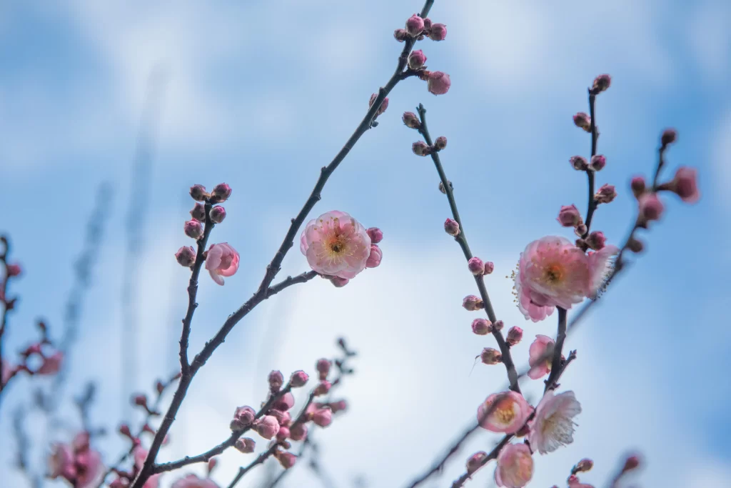 Plum Blossom Pink White Blue gray Sky