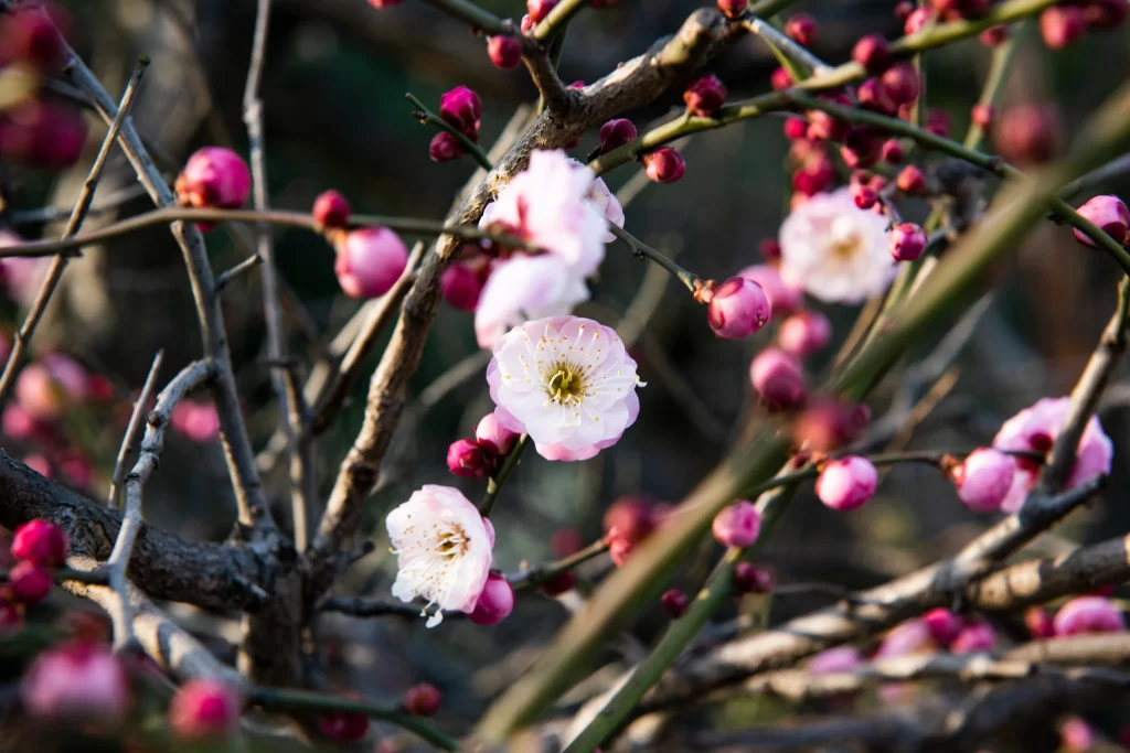 Plum Blossom Pink White Brown gray Branch
