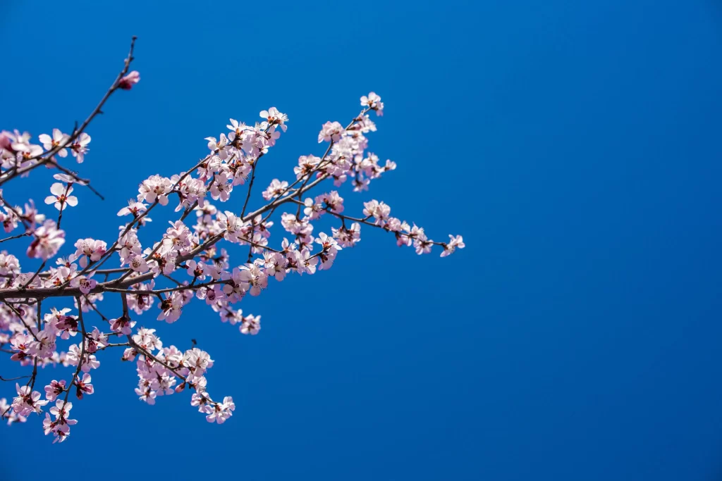 Plum Blossom Pink White Blue cool Sky