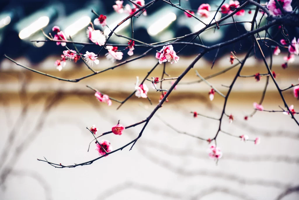 Plum Blossom Pink White Branches