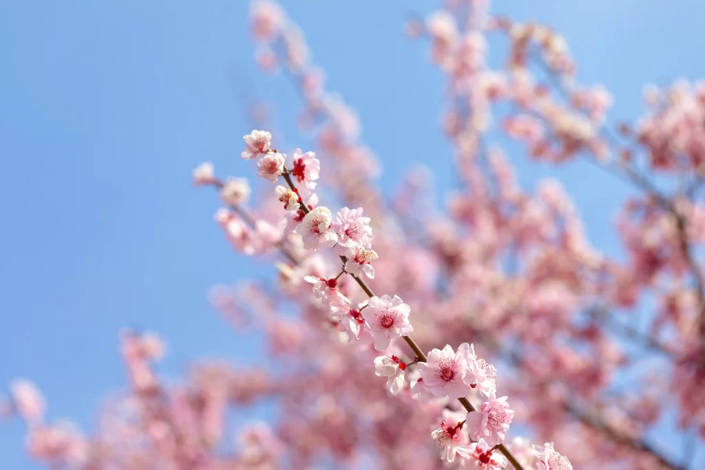 Plum Blossom Pink White Blue cool Sky