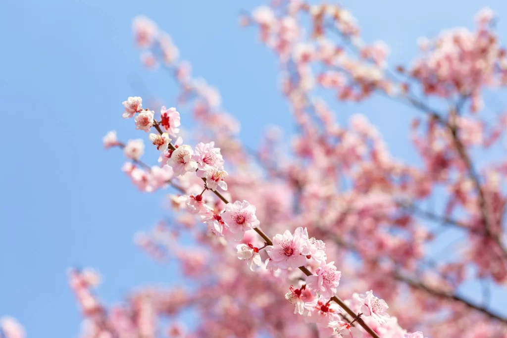 Plum Blossom Pink White Blue gray Sky