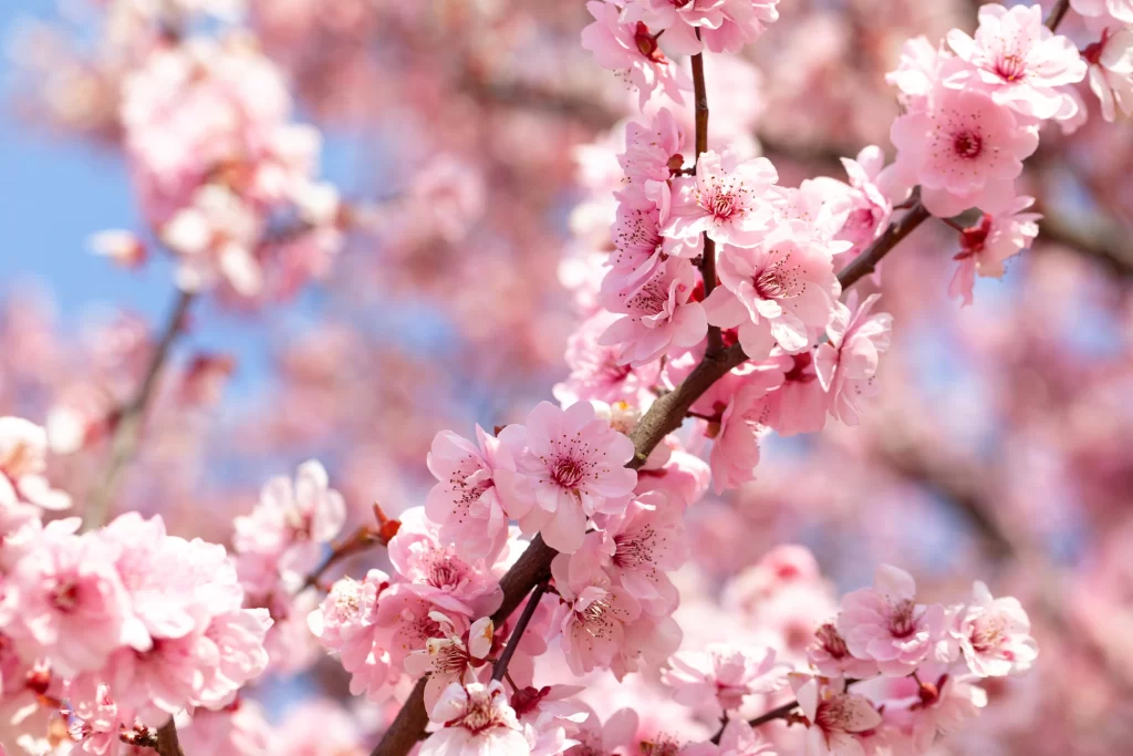 Plum Blossom Pink White Blue warm Sky