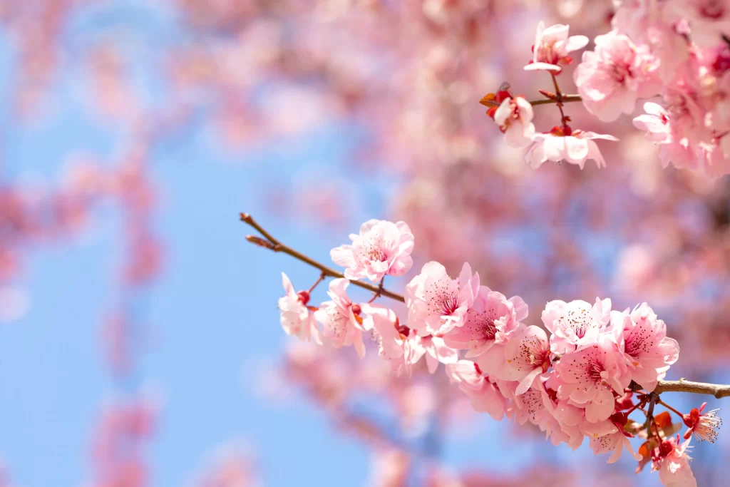 Plum Blossom Pink White Blue gray Sky