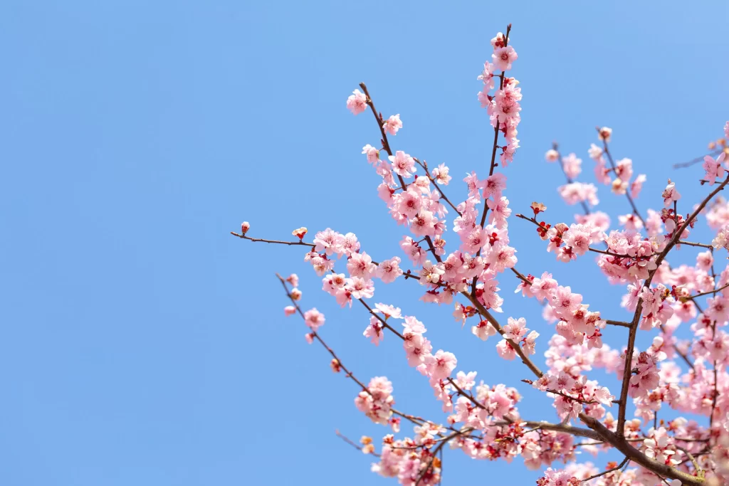 Plum Blossom Pink White Blue cool Sky