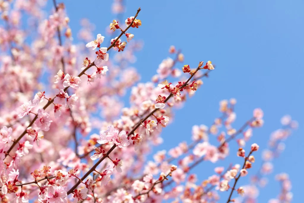 Plum Blossom Pink White Blue cool Sky