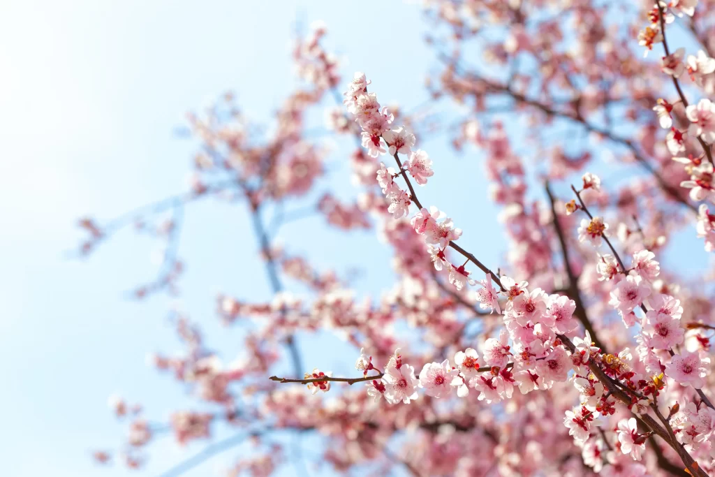 Plum Blossom Pink White Blue gray Sky
