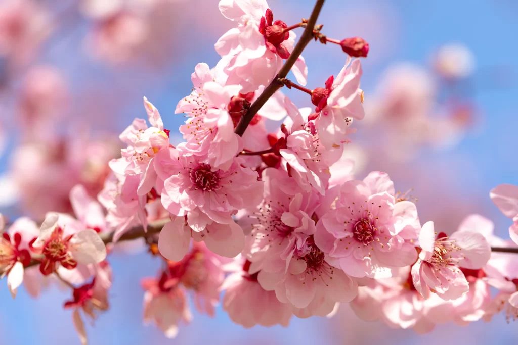Plum Blossom Pink White Blue warm Sky