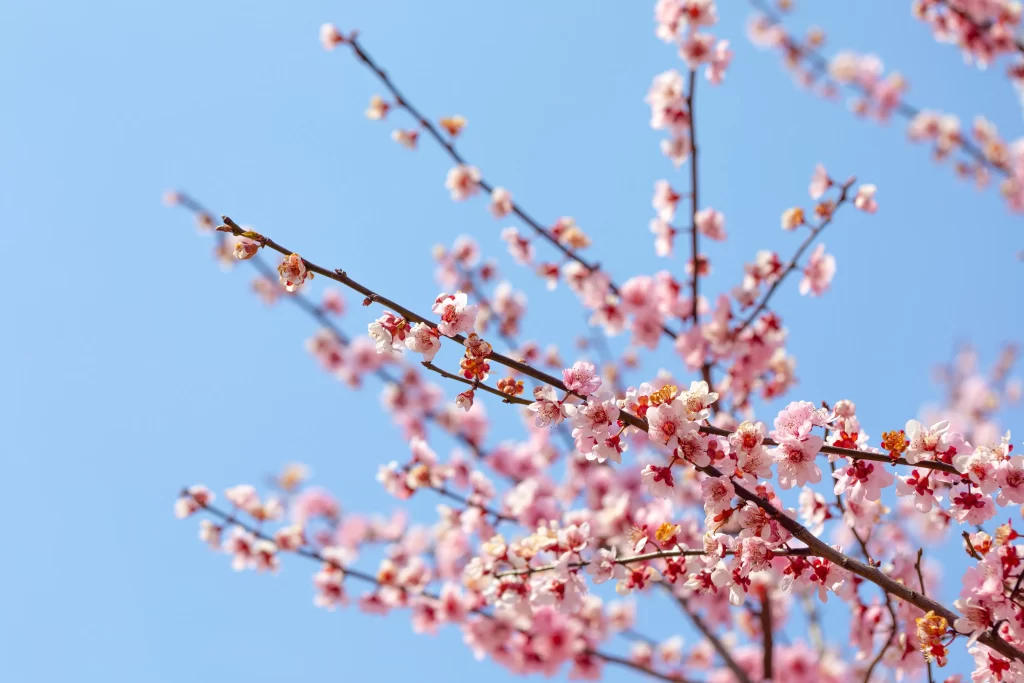 Plum Blossom Pink White Blue cool Sky