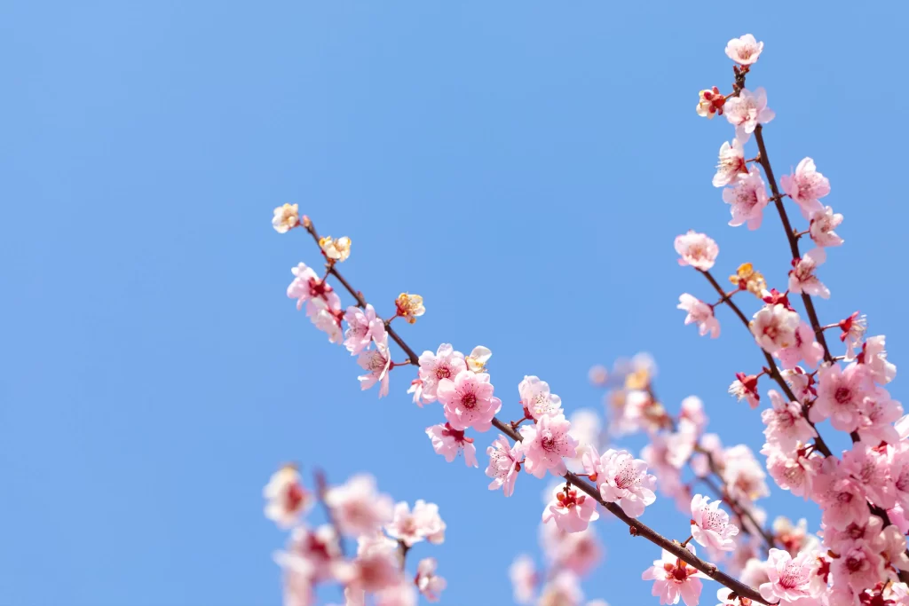 Plum Blossom Pink White Blue cool Sky