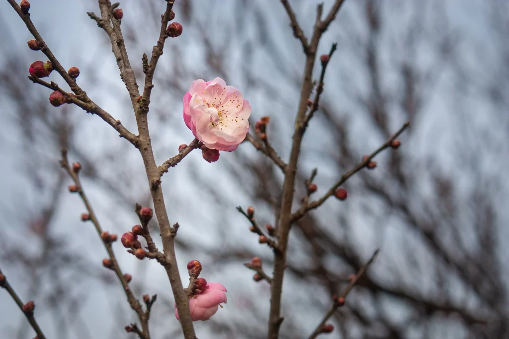 Plum Blossom Pink White Brown gray Branches