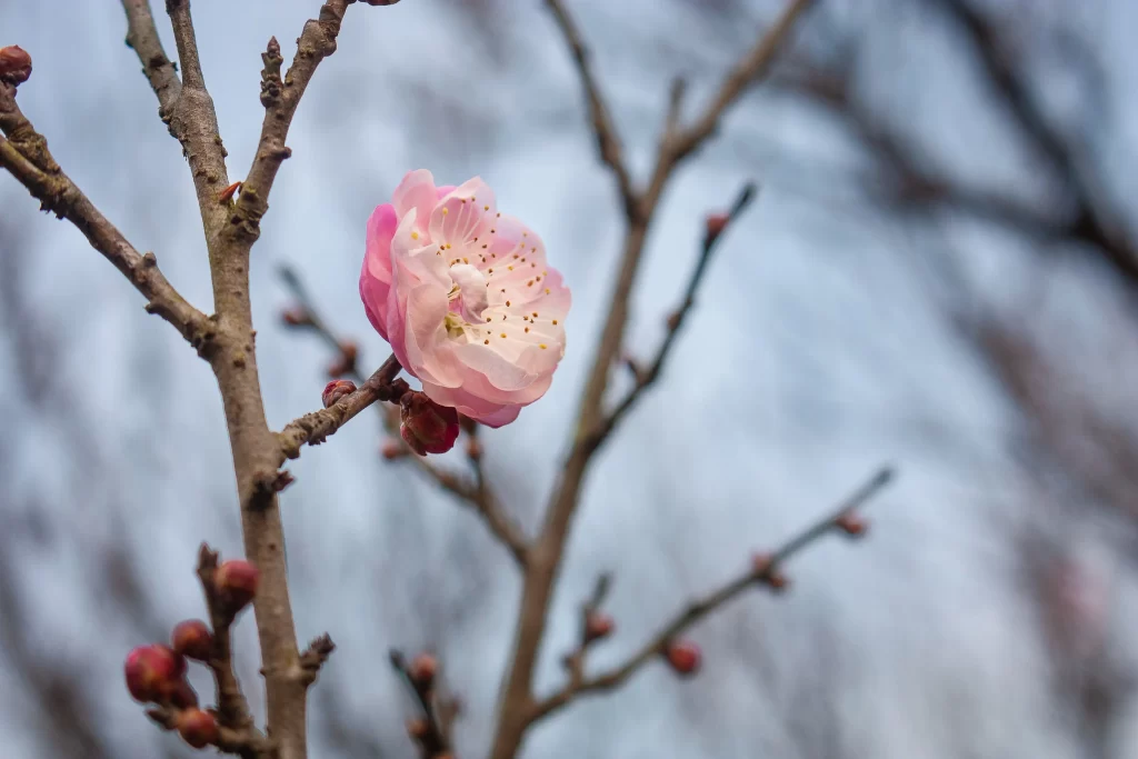 Plum Blossom Pink White Brown gray Branches