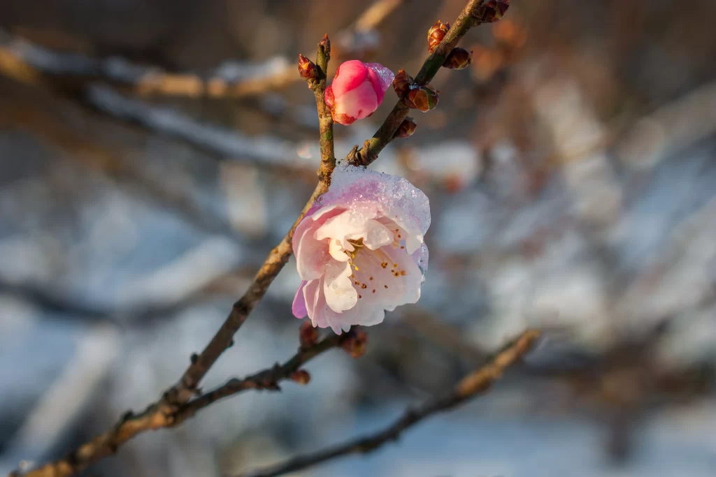 Plum Blossom Pink White Brown gray Branch