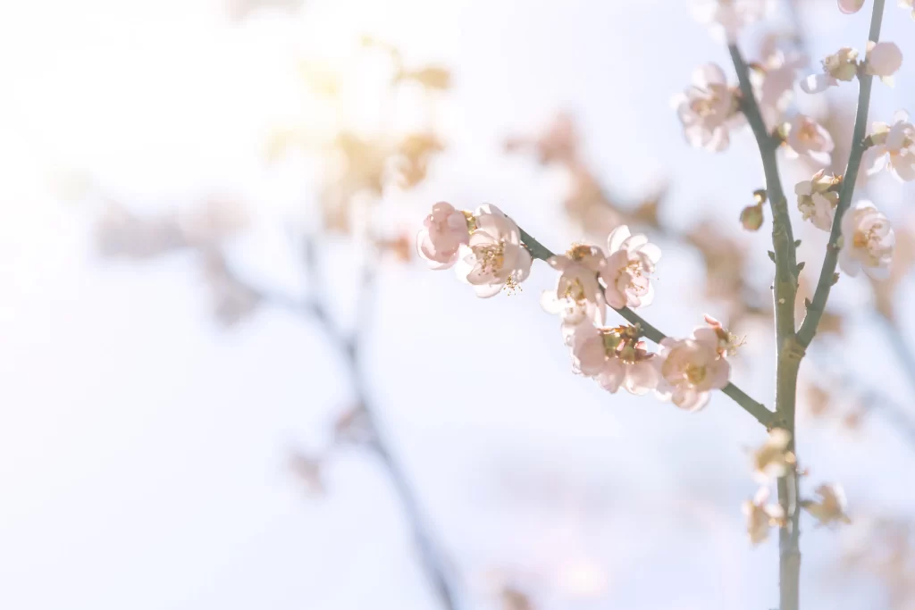 Plum Blossom Pink White Blue Sky