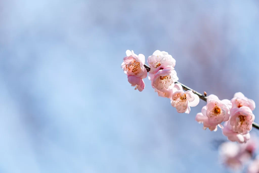 Plum Blossom Pink White Blue gray Sky