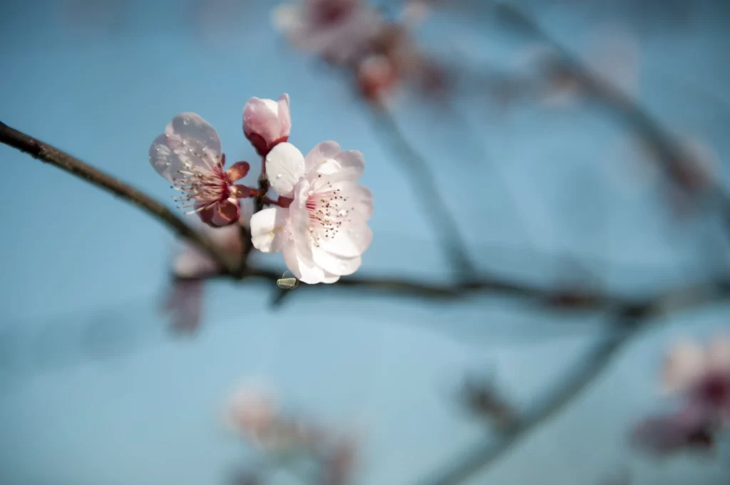 Plum Blossom Pink White Blue gray Sky