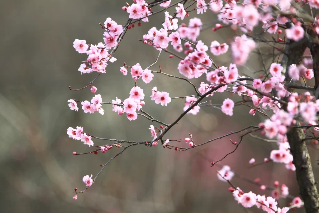 Plum Blossom Pink White Brown gray Branch
