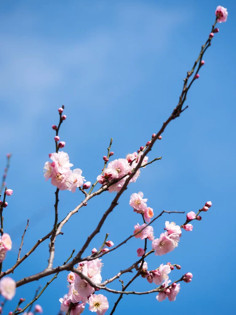Plum Blossom Pink White Blue cool Sky