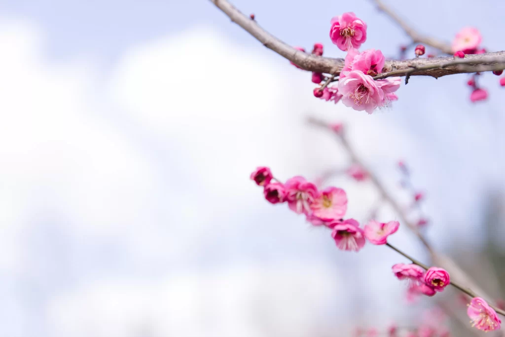 Plum Blossom Pink White Blue Sky