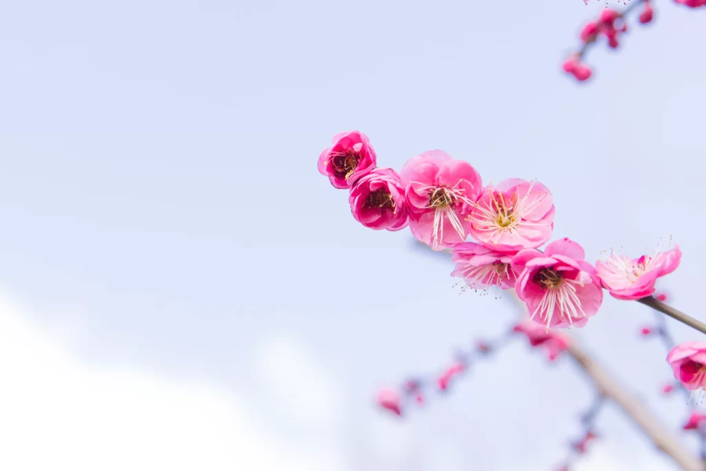Plum Blossom Pink White Blue Sky