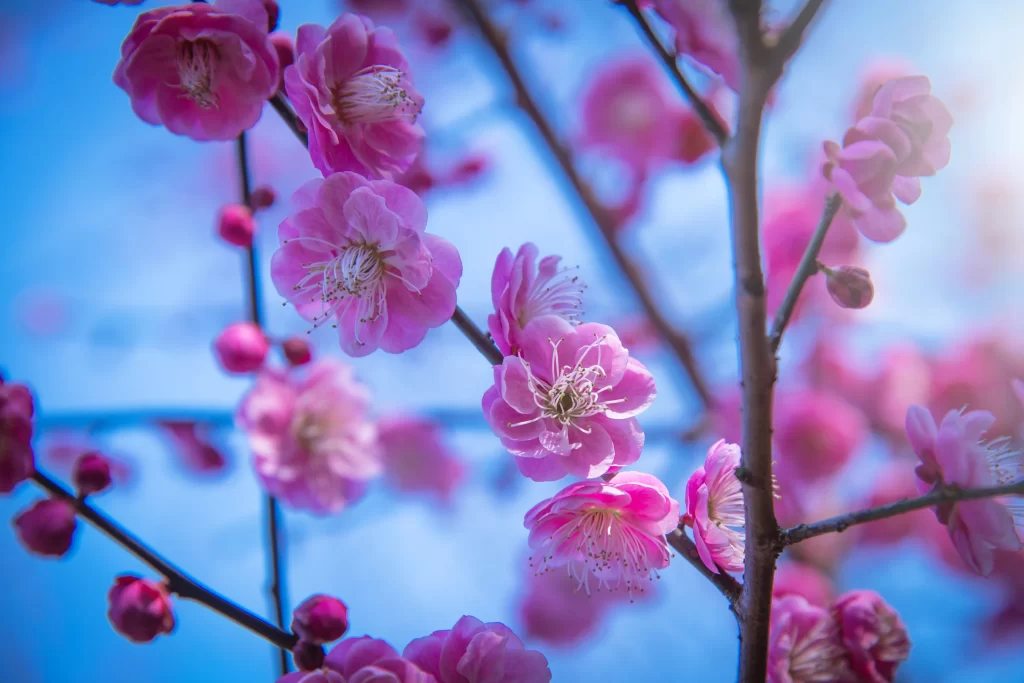 Plum Blossom Pink White Blue cool Sky