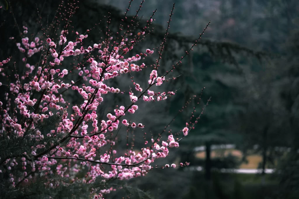 Plum Blossom Pink White dark Green
