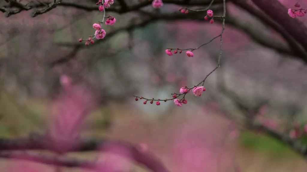 Plum Blossom Pink White Green Nature