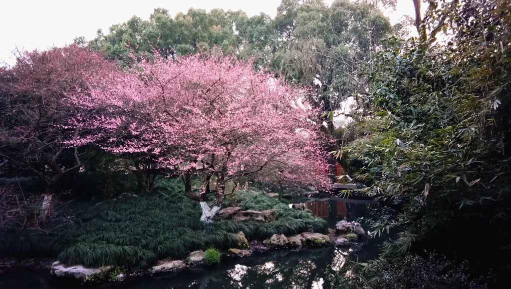 Plum Blossom Pink White Green Leaf Pond
