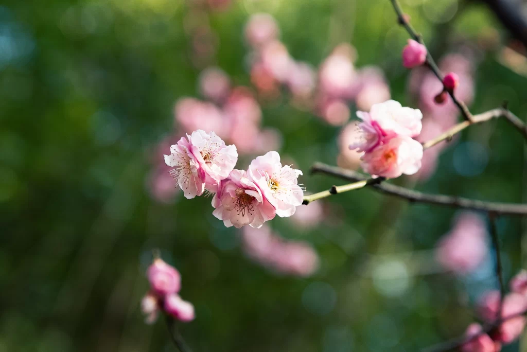 Plum Blossom Pink White gray Green