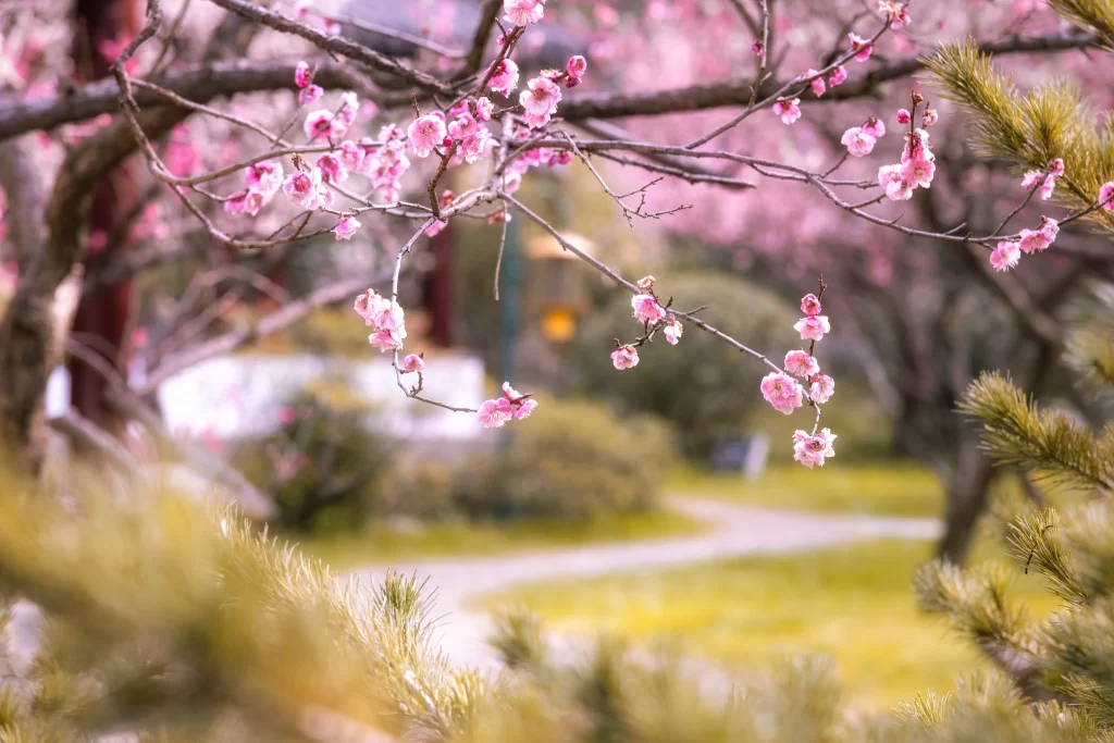 Plum Blossom Pink White Green Lawn