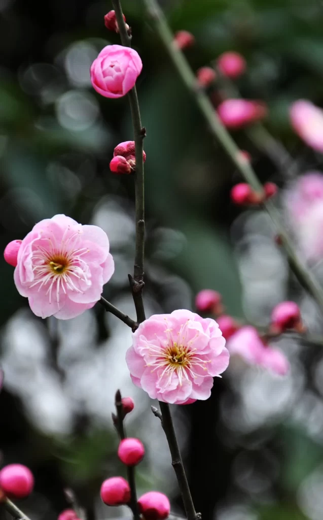 Plum Blossom Pink White gray Green