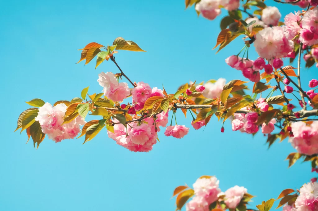 Plum Blossom Pink White Green Blue