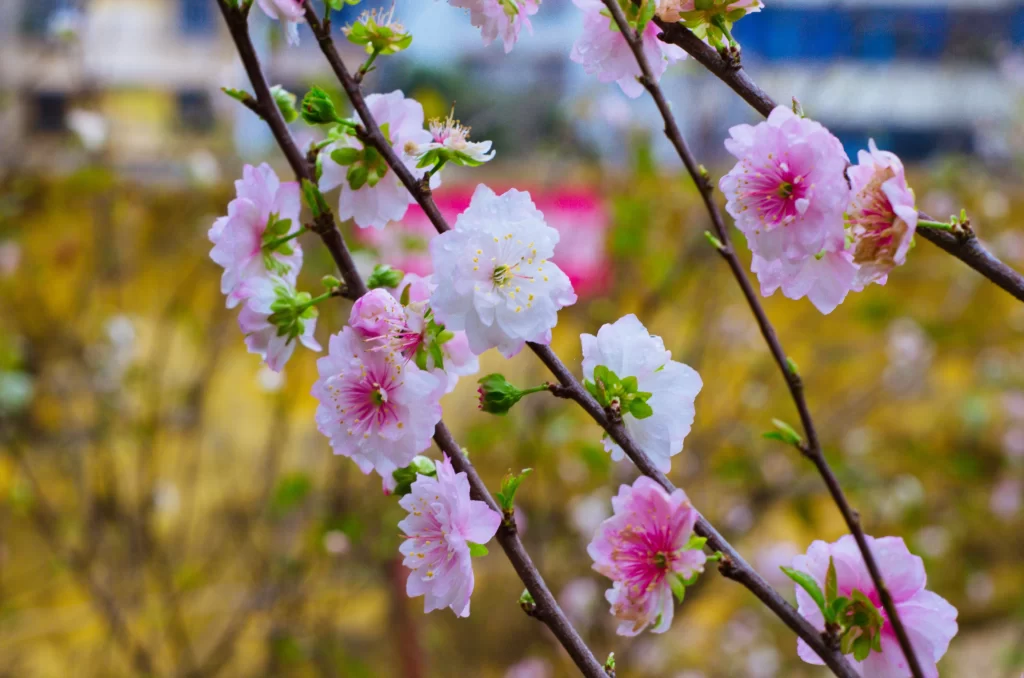 Plum Blossom Pink White Green Yellow