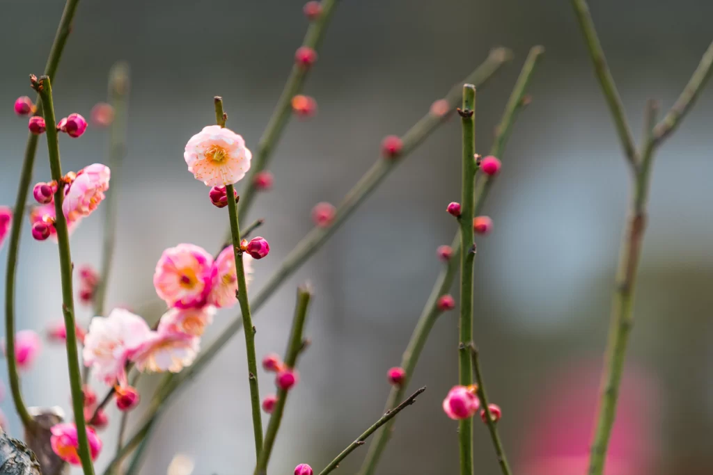 Plum Blossom Pink White gray Green