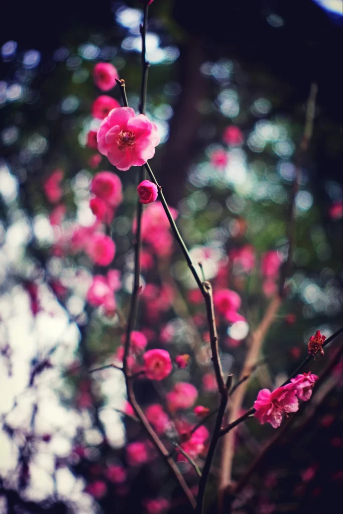 Plum Blossom Pink White gray Green