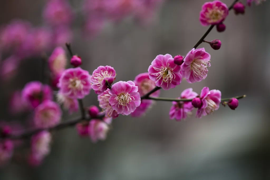 Plum Blossom Pink White Petals Green gray Branch