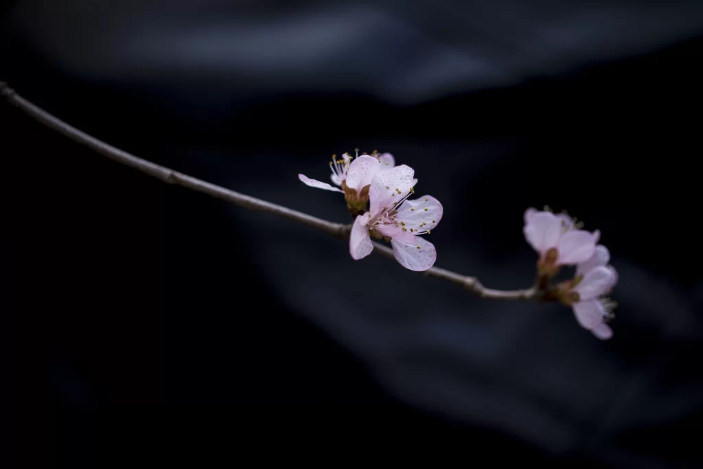 Plum Blossom Pink White Petals Brown Branch Dark Background